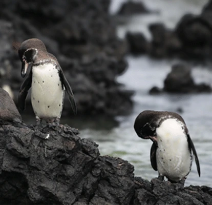 Pinguins de Galápagos na Ilha Bartolomé.
