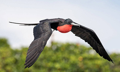 Fragata de peito vermelho.