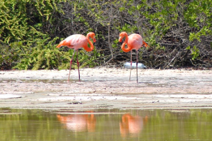Dois flamingos ao sol.