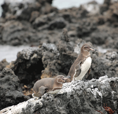 Dois pinguins descansando sobre uma rocha.