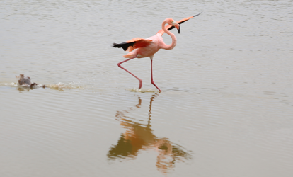 Flamingo prestes a pousar.