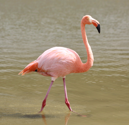 Flamingo de Galápagos no meio de uma lagoa.
