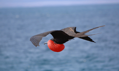 Fragata macho com plumagem escura e peito vermelho estufado voando sobre o mar.