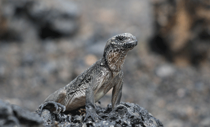 Iguana marinha empoleirada em rochas escuras.