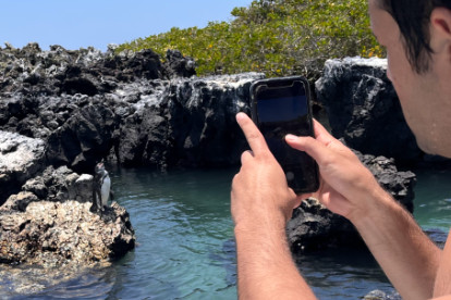 Pessoa fotografando um pinguim de Galápagos.