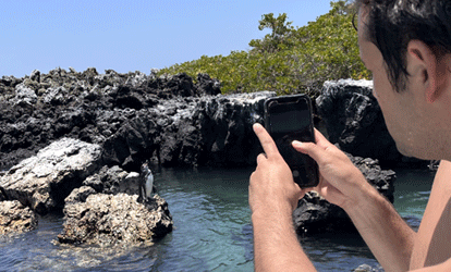 Turista fotografando um pinguim-das-galápagos em uma rocha.