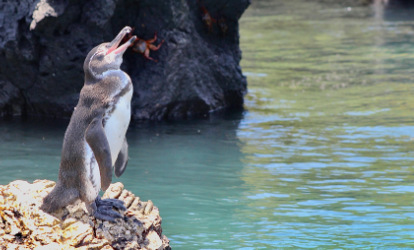 Pinguim de Galápagos.