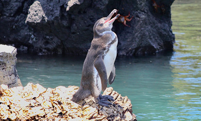 Pinguim da Ilha Isabela Galápagos.