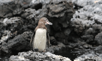 Pinguins empoleirados em uma rocha na Ilha Isabela.