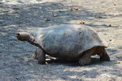 Tartaruga de Galápagos.