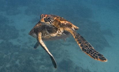 Tartaruga marinha nadando em águas cristalinas.