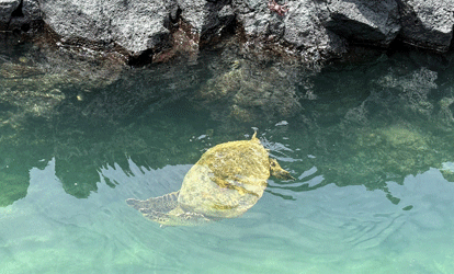 Tartaruga marinha mergulhando na água perto das rochas.