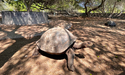 Tartaruga gigante ilha isabela Galapagos