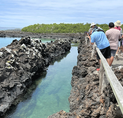 Pessoas fotografando tubarões-de-pontas-brancas-de-recife na Ilha Isabela.