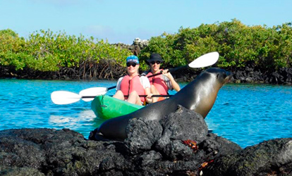 Caiaques ao lado de um leão-marinho em uma rocha.