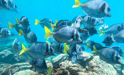 Peixes.