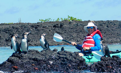 Pinguins de Galápagos.