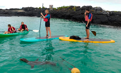 Stand up paddle com um leão-marinho.