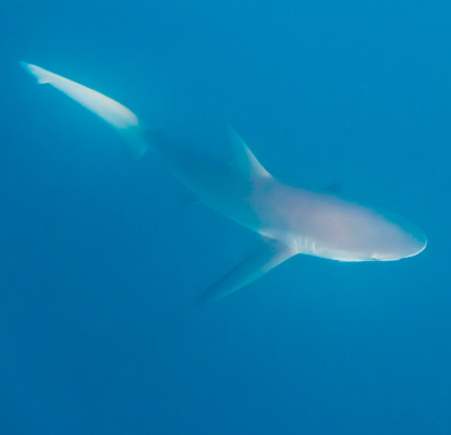 Tubarão de Galápagos.