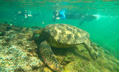 Foto de tartaruga marinha.