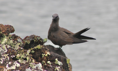 Gaviota.