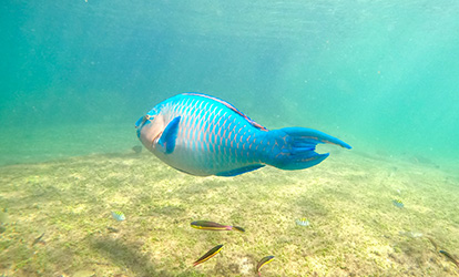 Peixe-papagaio.