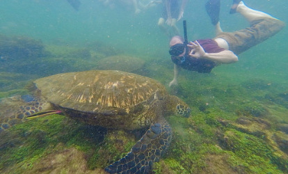 Pessoa nadando com uma tartaruga marinha.
