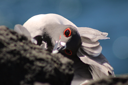 Gaivota-do-rabo-de-andorinha.