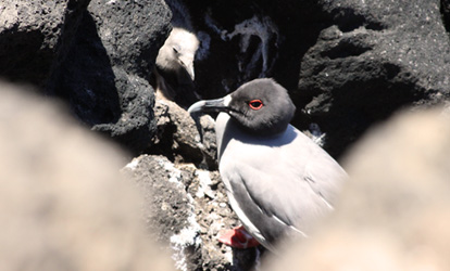 Gaivota-do-rabo-de-andorinha.