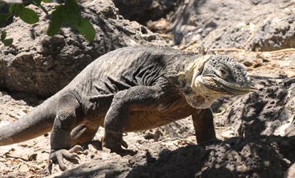 Iguana híbrida ilha Plaza Sur Galápagos