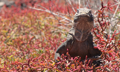 Iguana marinha descansando em uma vegetação avermelhada.