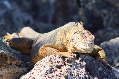Iguana terrestre amarela de Galápagos descansando em uma rocha.