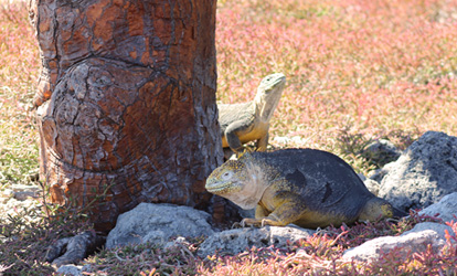 Iguanas terrestres amarela sob um cacto.