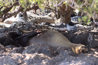 Leão-marinho descansando sob um arbusto.