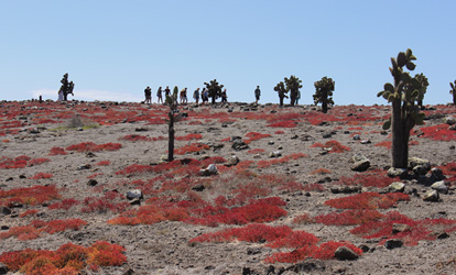 Vegetação na estação seca.