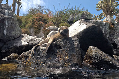 Leão-marinho descansando em uma rocha.