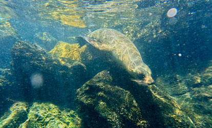 Leão-marinho na Ilha de Santa Fé.