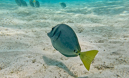 Peixes multicoloridos.
