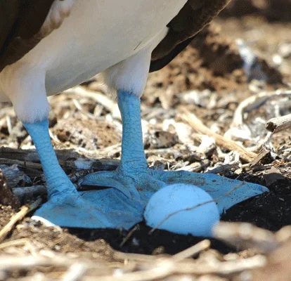 Piquero de patas azuis com um ovo.