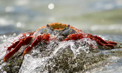 Zayapa de Galápagos sobre uma rocha.
