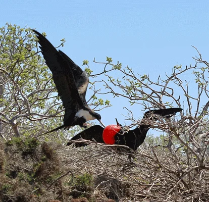 Casal de fragatas na Ilha Seymour Norte.