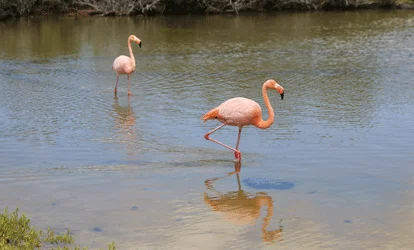Flamingos na praia Las Bachas, ilha Santa Cruz.