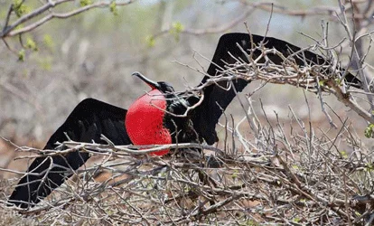 Fragata macho com as asas abertas.