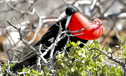 Macho de fragata-de-peito-vermelho em uma árvore.