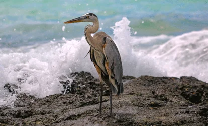 Garza de lava.