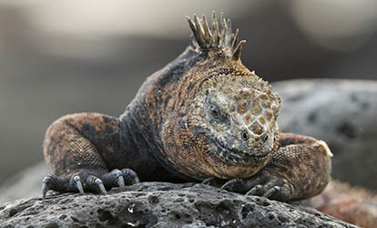 Iguana marinha descansando sobre uma rocha.