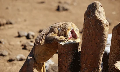Iguana terrestre das Galápagos comendo um cacto.