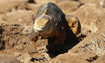Iguana terrestre das Galápagos na ilha Seymour Norte.