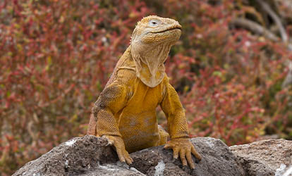 Iguana terrestre das Galápagos pousada sobre uma rocha.