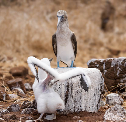 Pessoas fotografando um piquero de patas azuis e seu filhote em Santa Cruz.